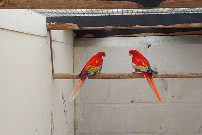 kwkoppels rosella's.
