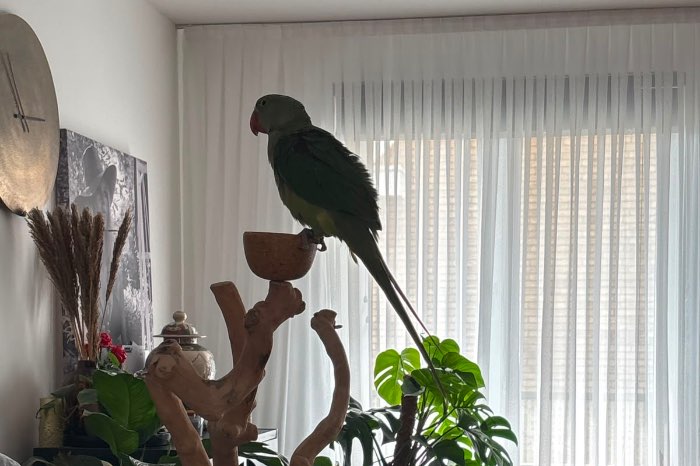 te koop: jonge handtamme alexanderparkiet