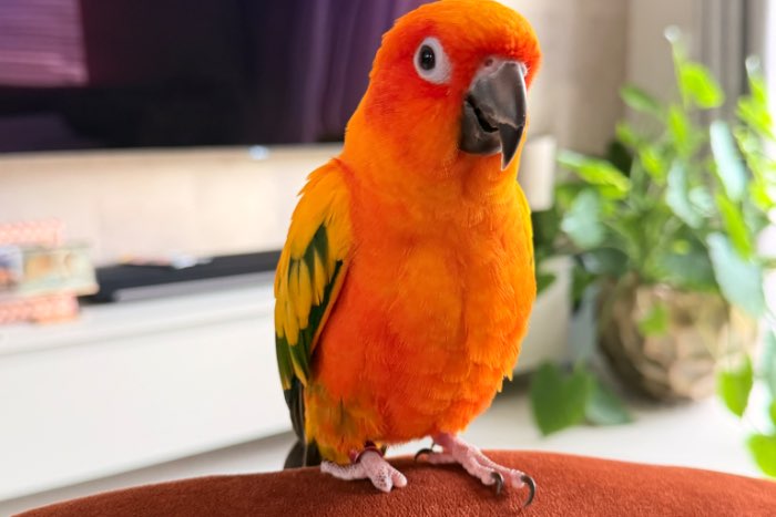 vrolijke en tamme zonparkiet zoekt een liefdevol thuis!