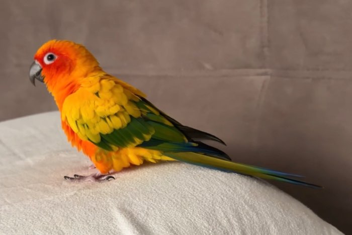 vrolijke en tamme zonparkiet zoekt een liefdevol thuis!