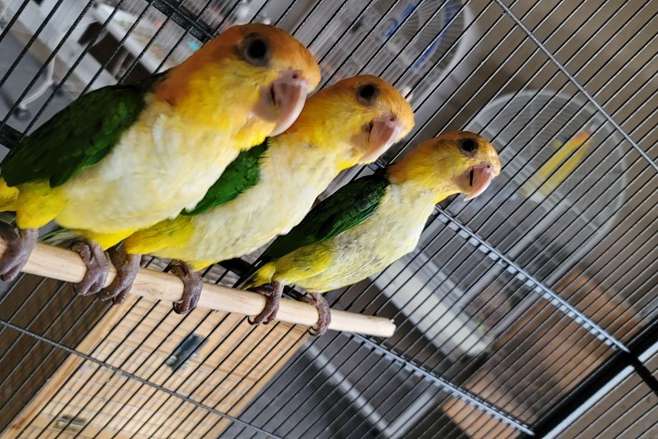 white bellied caique (pionites leucogaster) for sale