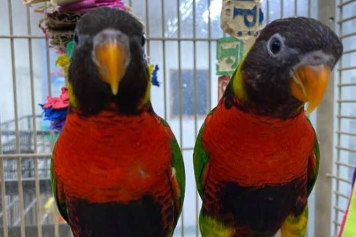 rainbow lorikeet (trichoglossus moluccanus) for sale