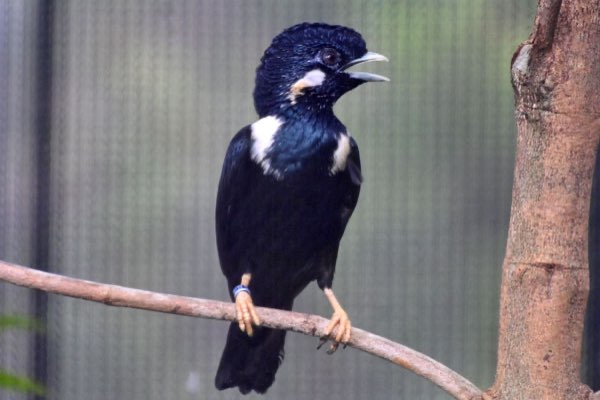 sulawesi koningspreeuw - basilornis celebensis