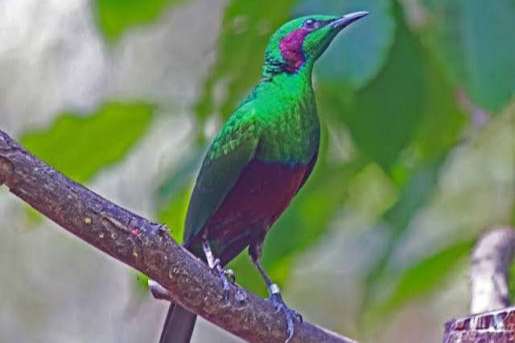 emerald spreeuwen.