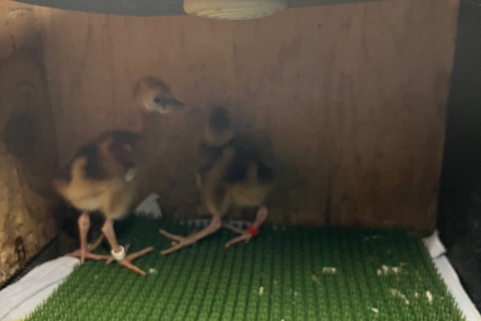 kuikens grijze kroonkraanvogel