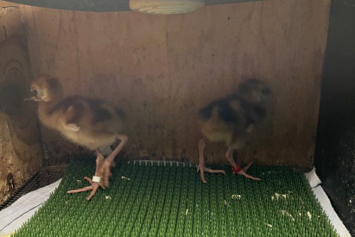 kuikens grijze kroonkraanvogel