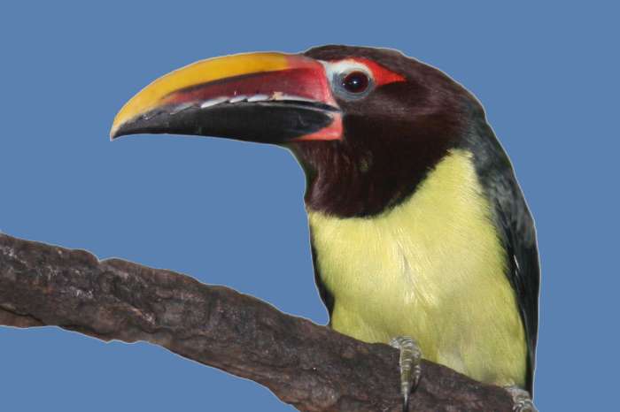 gezocht: 1-1 groene arassari ( pteroglossus viridis )