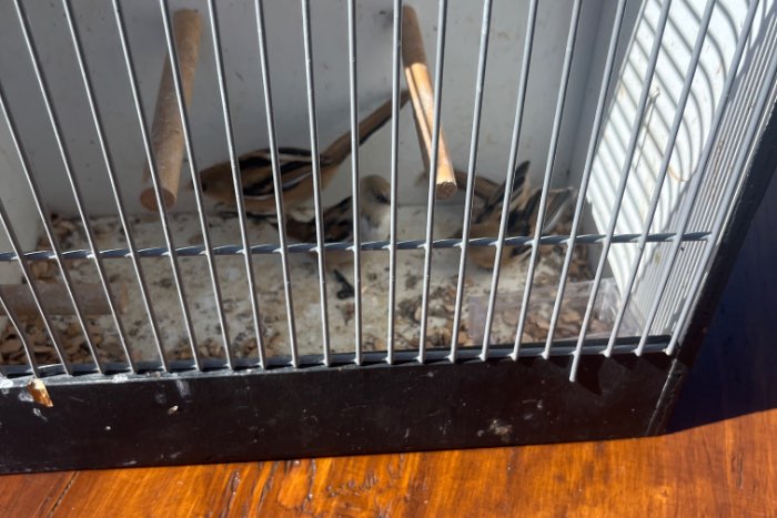 baardmannetjes te koop aangeboden