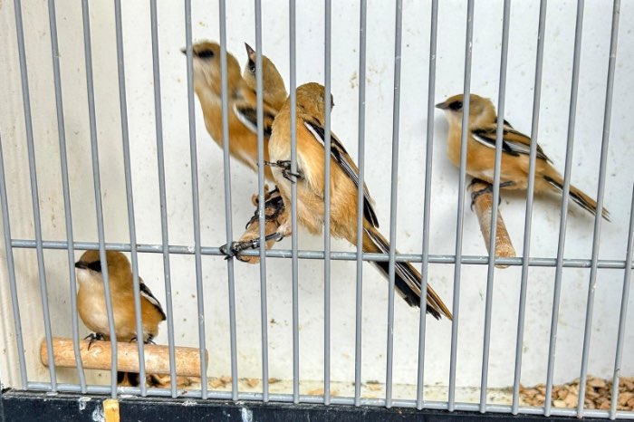 baardmannetjes te koop aangeboden
