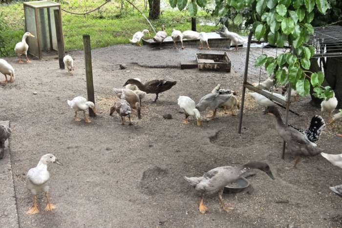 indische loopeenden