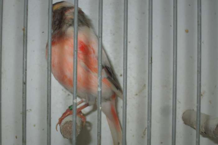 harlekijnkanaries