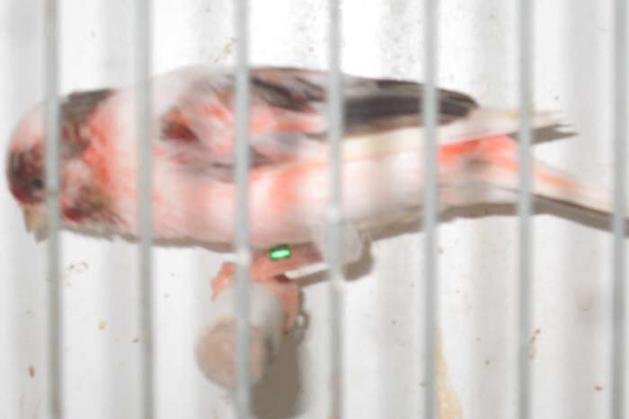 harlekijnkanaries