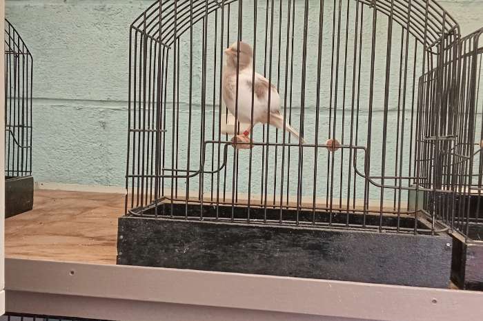 tt kwaliteit fife fancy 2026 en 2025