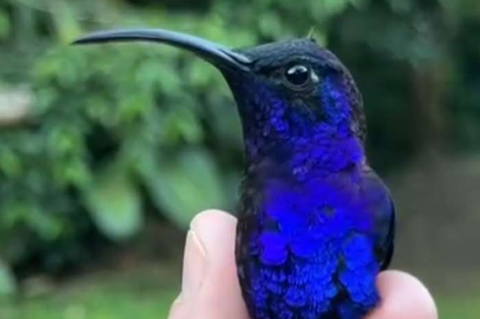 violet sabrewing hummingbird