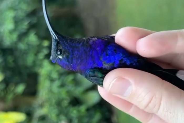 violet sabrewing hummingbird