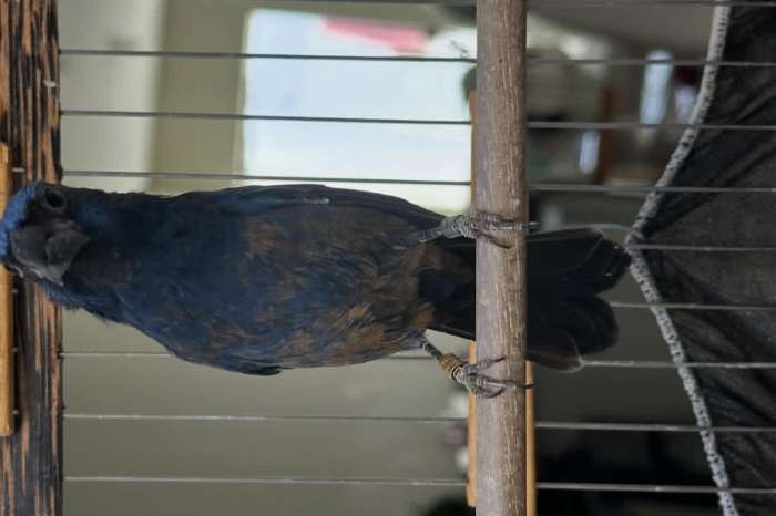 ultramarine grosbeak