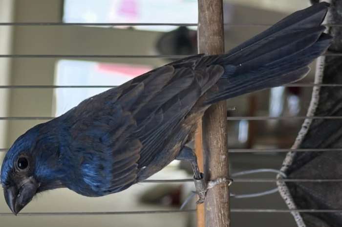 ultramarine grosbeak