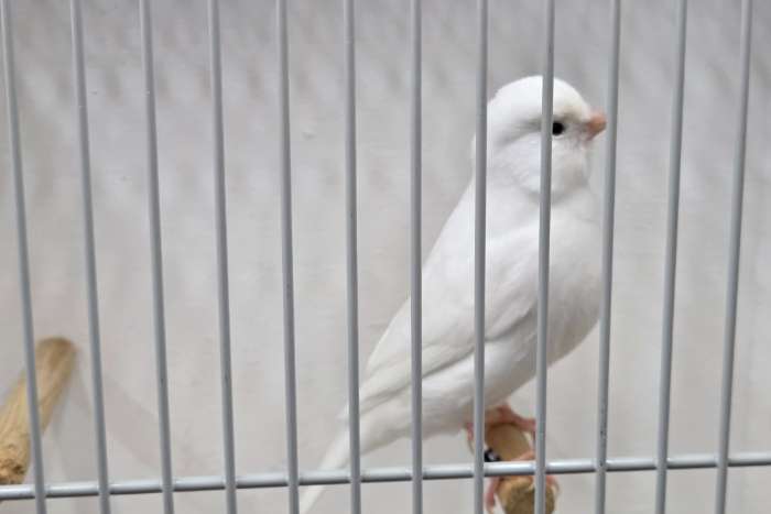 kweekvogels recessiefwit