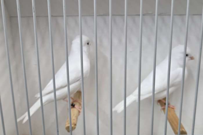 kweekvogels recessiefwit