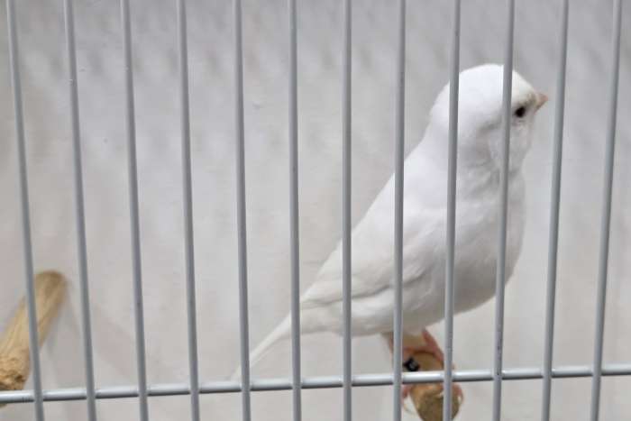 kweekvogels recessiefwit