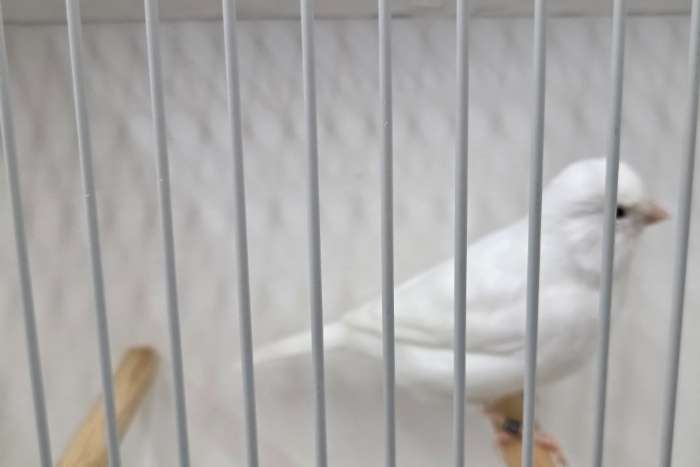 kweekvogels recessiefwit