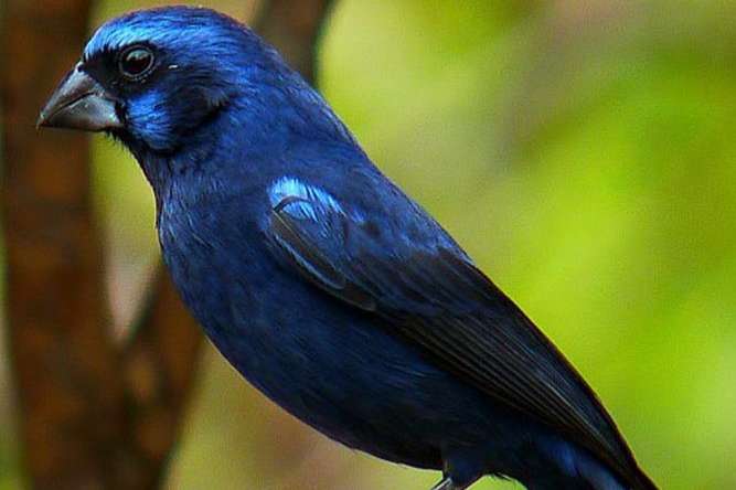braziliaanse blauwe bisschop