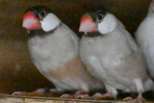 rijstvogel