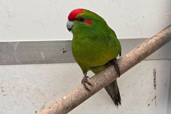 diverse vogels in 1 koop voor goed bod