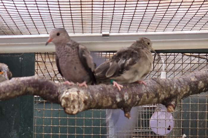 diverse vogels in 1 koop voor goed bod