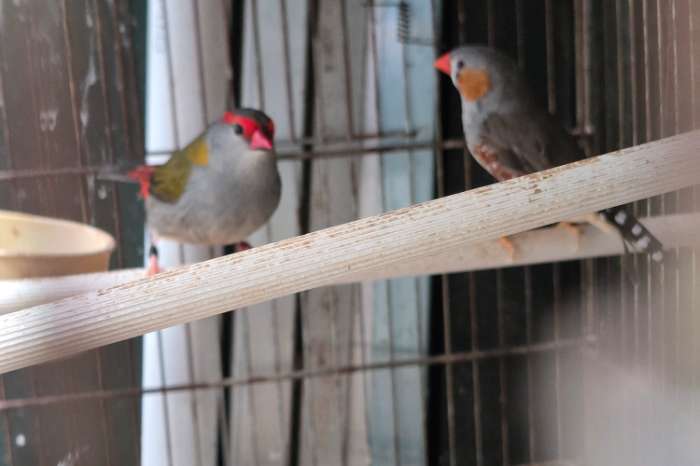 diverse vogels in 1 koop voor goed bod