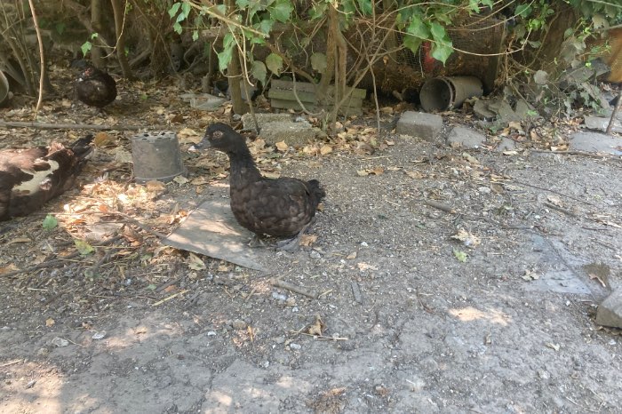 bevruchte eieren wildvorm muskuseenden