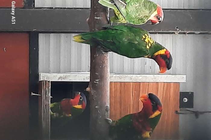 trichoglossus ornatus