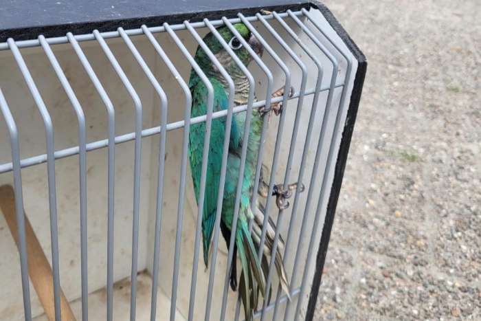 bruinoorparkiet turquoise split grijsgroen 2026