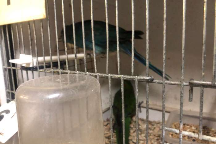 waarschijnlijk koppel kakariki blauw x groen