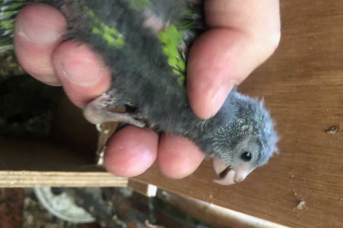 jonge groene kakariki om tam te maken 6 stuks