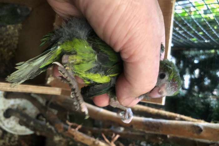 jonge groene kakariki om tam te maken 6 stuks