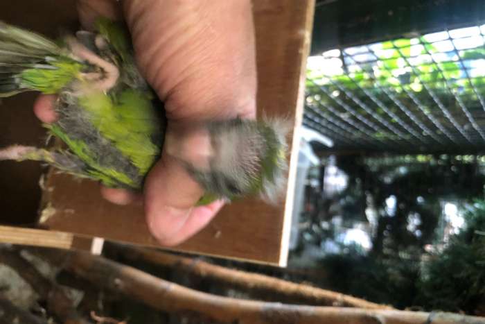 jonge groene kakariki om tam te maken 6 stuks