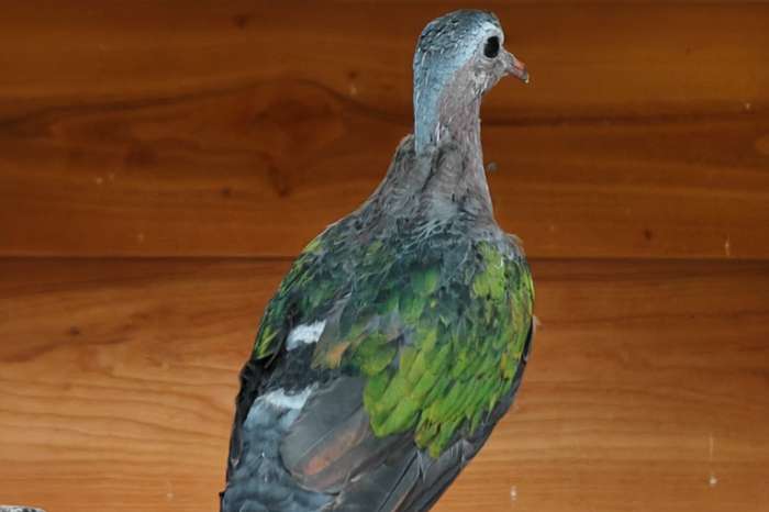 groenvleugelduiven
