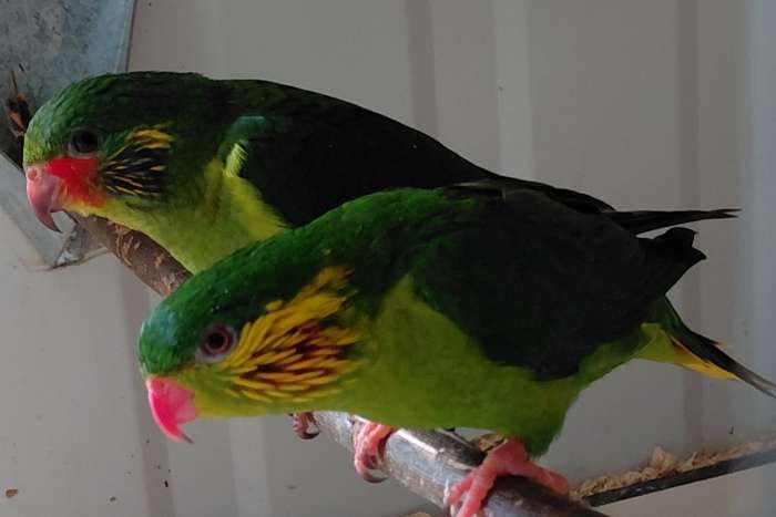 roodflanklori