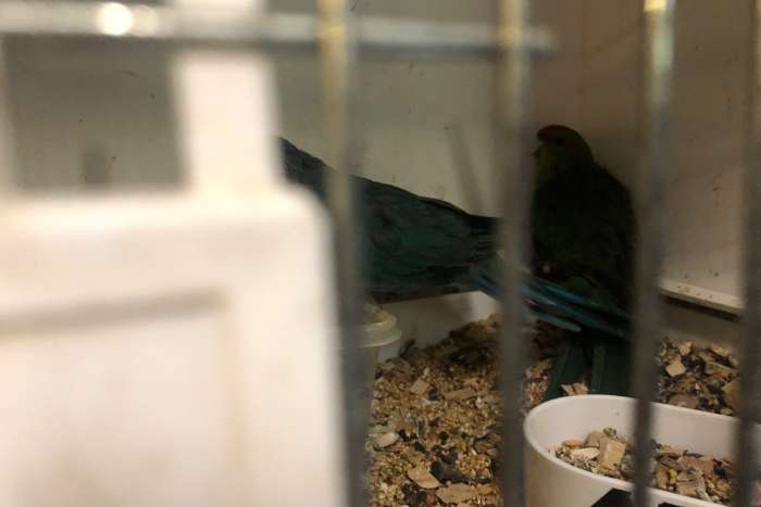 waarschijnlijk koppel kakariki blauw x groen