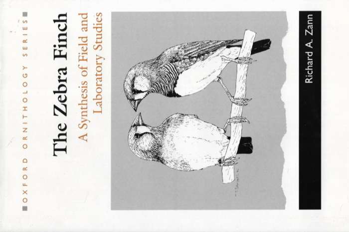 the zebra finch