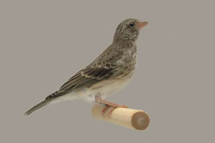 edelzanger witstuit, crithagra leucopygius, mannen