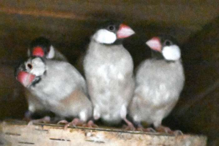rijstvogel