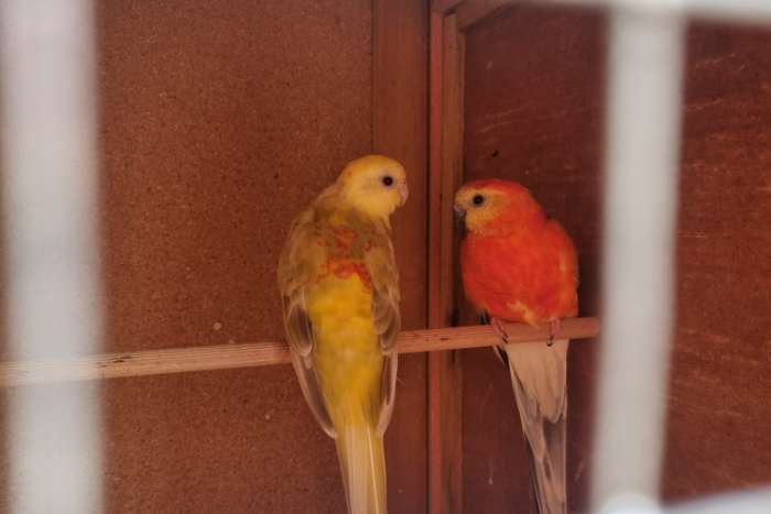 rood rug koppel