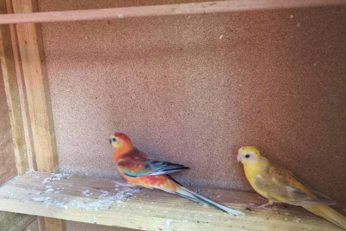 rood rug koppel