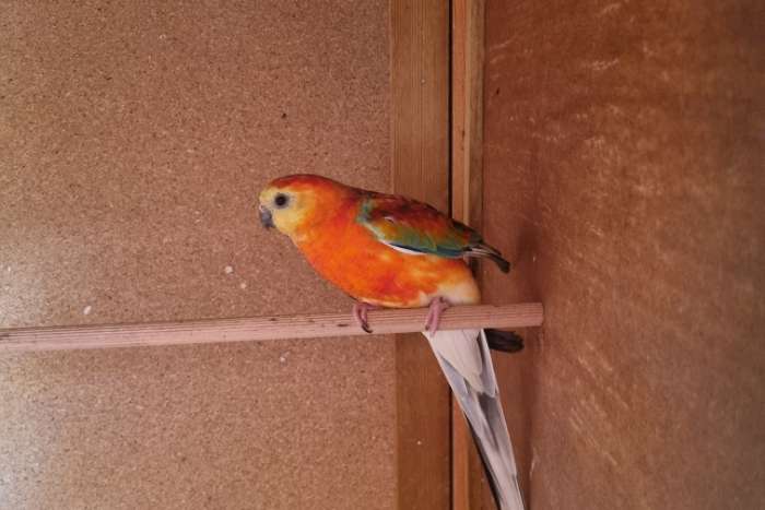 rood rug koppel