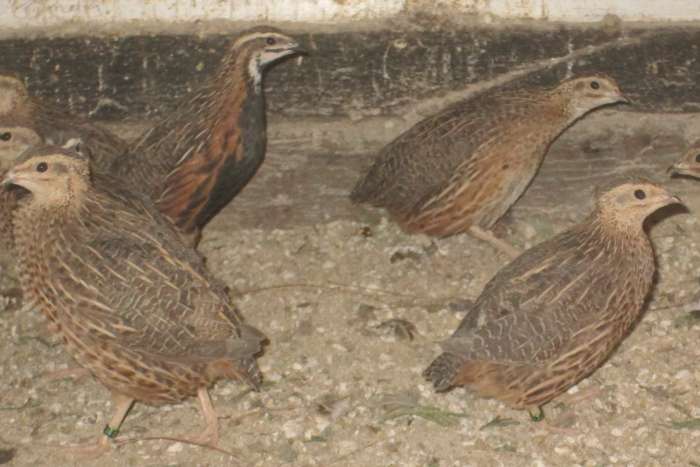 harlekijnkwartels