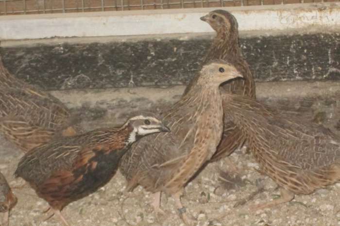 harlekijnkwartels