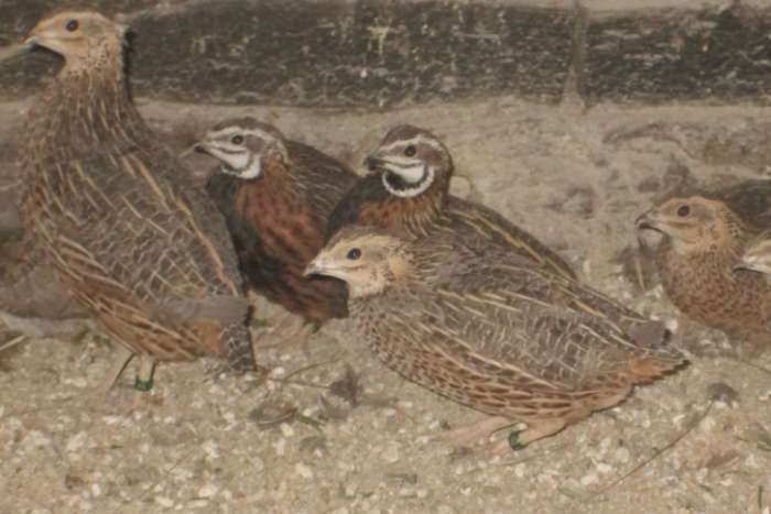 harlekijnkwartels
