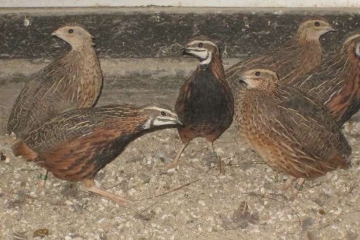 harlekijnkwartels